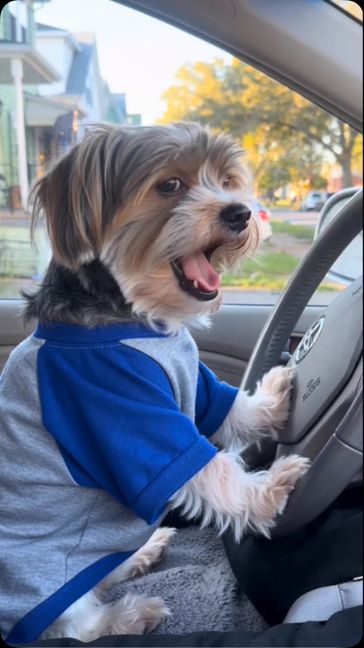 A Rottweiler's getaway with a terrier who will not drive