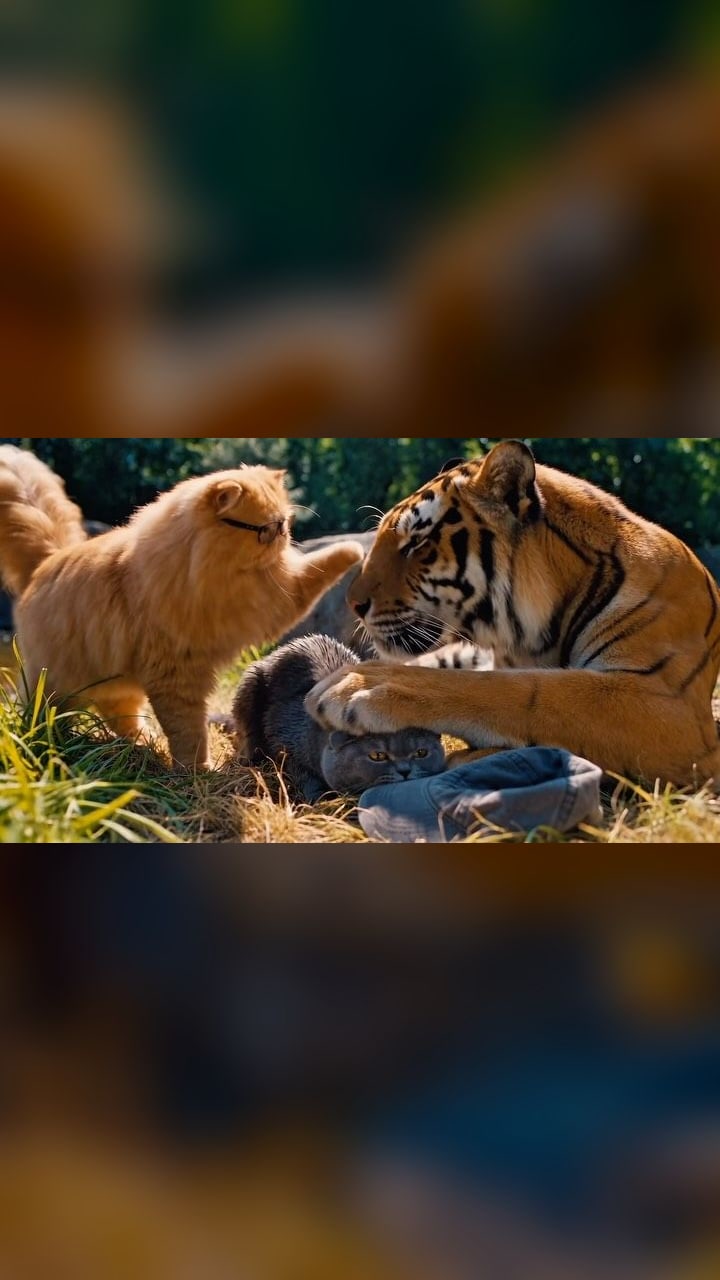 Two house cats stuck in a tiger enclosure