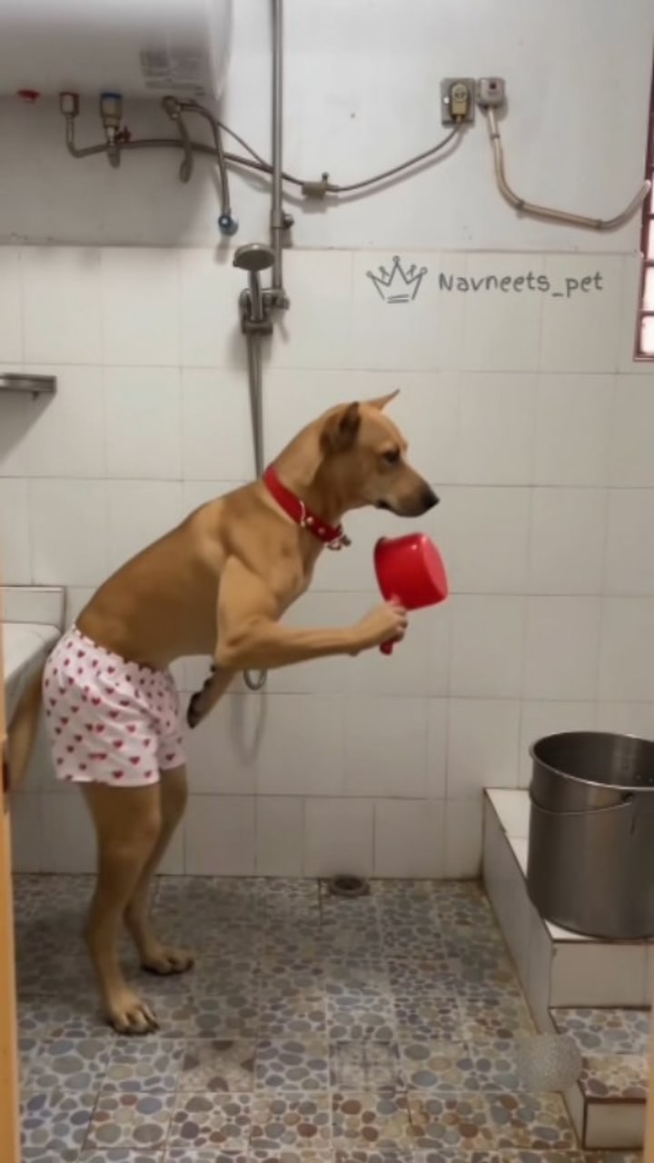 A dog takes a cold winter shower like a man